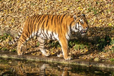 Sibirya kaplanı, Panthera tigris altaica dünyanın en büyük kedisidir.