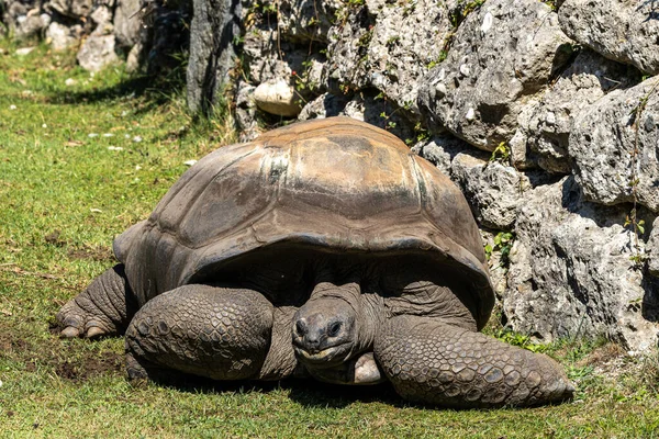 Aldabra Jätte Sköldpadda Curieuse Marine National Park Curieuse Island Seychellerna — Stockfoto