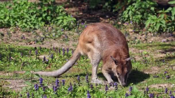 Agile Wallaby Macropus Agilis Noto Anche Come Wallaby Sabbioso Una — Video Stock