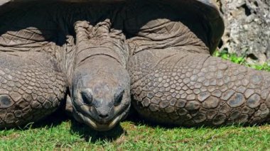 Curieuse Adası 'ndaki (Seyşeller Adası' ndaki Praslin Adası 'nın başarılı bir vahşi kaplumbağa koruma programına ev sahipliği yapan) dev Aldabra kaplumbağası (Aldabrachelys gigantea).
