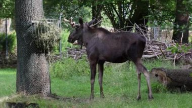 Geyik ya da geyik, Alces Alces geyik familyasındaki en büyük türdür. Geyikler, erkeklerin geniş, düz ya da palmat boynuzlarıyla ayırt edilir..