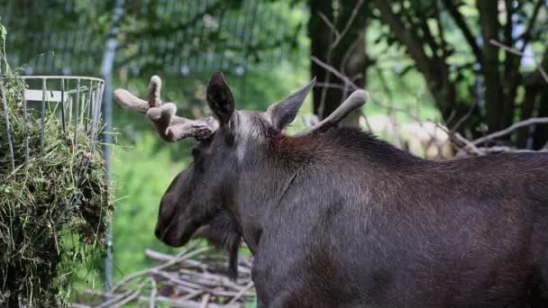 Moose Elk Alces Alces Largest Extant Species Deer Family Moose — Stock Video