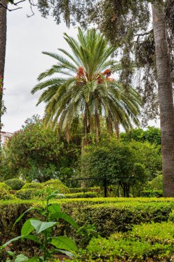 Cordoba, İspanya - 3 Kasım 2022: Cordoba, Endülüs 'teki Viana Sarayı' nın avlusu. XV yüzyılda yapılmış. Viana Sarayı 12 muhteşem avlusu ve bahçesiyle bilinen bir turistik merkezdir..