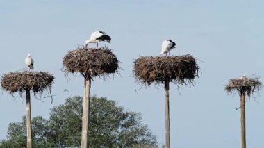 Ciconia ciconia Storks kolonisi Los Barruecos Doğal Anıtı 'nda korunan bir bölgede, Malpartida de Caceres, İspanya' da Extremadura.