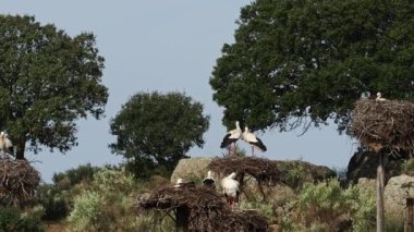 Ciconia ciconia Storks kolonisi Los Barruecos Doğal Anıtı 'nda korunan bir bölgede, Malpartida de Caceres, İspanya' da Extremadura.