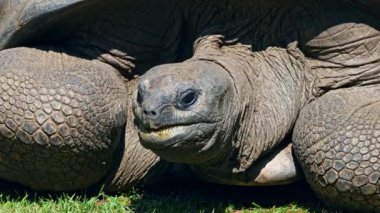 Curieuse Adası 'ndaki (Seyşeller Adası' ndaki Praslin Adası 'nın başarılı bir vahşi kaplumbağa koruma programına ev sahipliği yapan) dev Aldabra kaplumbağası (Aldabrachelys gigantea).