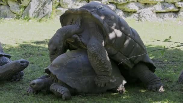 Paringsgedrag Van Reuzenschildpad Aldabra Aldabrachelys Gigantea Curieuse Eiland Locatie Van — Stockvideo