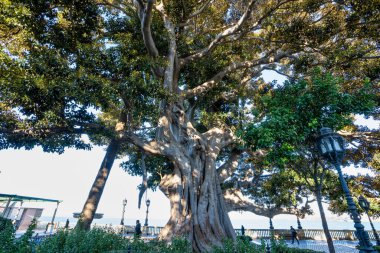 Cadiz, İspanya - 16 Kasım 2022: Alameda de Apodaca, bir kamu parkı ve dev Ficus ağaçları ve Seville seramik fayanslarla süslenmiş bir bank ile Cadiz 'deki seçici Bölgeselcilik tarzının bir örneği. Endülüs, İspanya.