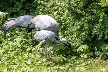 Demokiselle Crane 'in ailesi, Anthropoides Başak' ı gün boyunca açık yeşil bir çayırda yaşıyor. Orta Avrupa 'da bulunan bir turna türüdür.