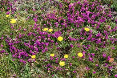 Muxia 'daki Tourinan Burnu, Costa da Morte, Ölüm Kıyısı, Galiçya, İspanya. Bu kayalıklar İspanyol yarımadasının en batı kıyısıdır..