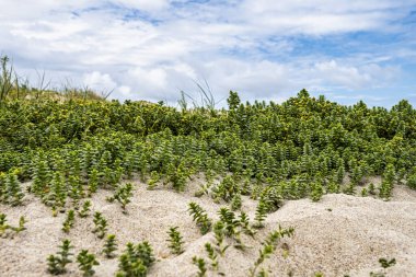 Galiçya 'daki Praia do Rostro plajı, Finisterre ve Saint James Yolu yakınlarında. Ölüm sahili, costa da morte