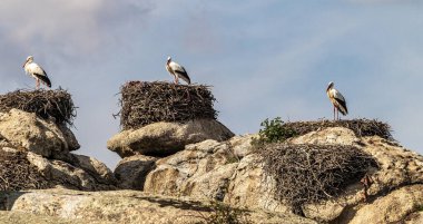 Ciconia ciconia Storks kolonisi Los Barruecos Doğal Anıtı 'nda korunan bir bölgede, Malpartida de Caceres, İspanya' da Extremadura.