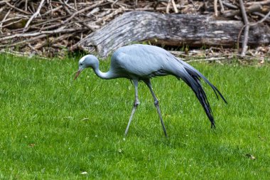 The Blue Crane, Grus paradisea, is an endangered bird specie endemic to Southern Africa. It is the national bird of South Africa clipart