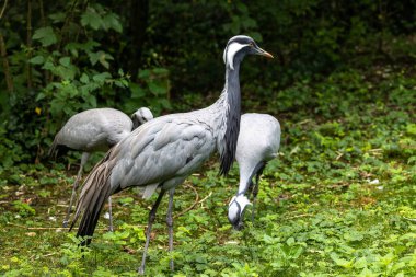 Demokiselle Crane ve Anthropoides başak kuşları gün boyunca açık yeşil çayırlarda yaşarlar. Orta Avrupa 'da bulunan bir turna türüdür.