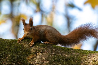Avrasya kızıl sincabı, Avrupa 'daki Münih' teki Eski Kuzey Mezarlığı 'nda Sciurus vulgaris.