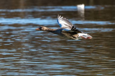 Anser anser, Anatidae familyasından Anatidae familyasından bir kaz türü..