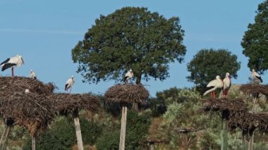 Ciconia ciconia Storks kolonisi Los Barruecos Doğal Anıtı 'nda korunan bir bölgede, Malpartida de Caceres, İspanya' da Extremadura.