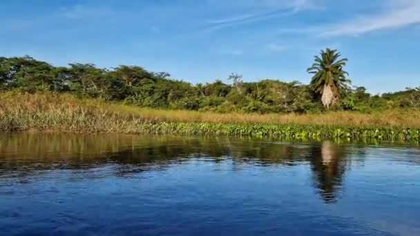 Canoe Tour Pantanal Marimbus Waters Many Rivers Abundant Vegetation Andarai — ストック動画