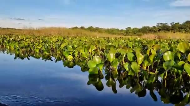 Passeio Canoa Pantanal Marimbus Águas Muitos Rios Vegetação Abundante Andarai — Vídeo de Stock