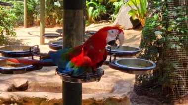 Kırmızı ve yeşil papağan ya da yeşil kanatlı papağan, bilimsel adı ara kloroptera papağan kuşu Parque das aves Foz do Iguacu Brazil Parana State