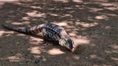 Arjantin siyah beyaz tegu, Salvator merianae Foz do Iguacu 'daki Bird Park Das Aves' de, Brezilya 'daki ünlü Iguacu Şelalesi' nin yanında..