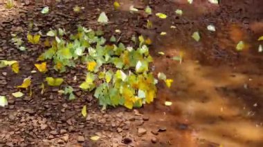 A group of yellow butterflies, Phoebis philea on the ground and flying. Butterflies drinking water freely in nature. Iguazu Falls, Argentine side.