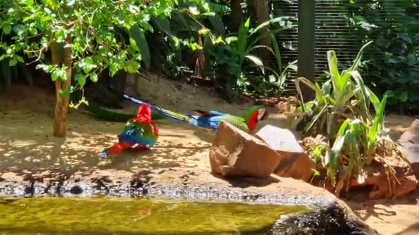 Aras Ailes Rouges Vertes Nom Scientifique Ara Perroquet Chloroptère Oiseau — Video