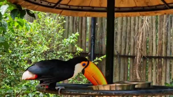 Toco Toucan Bird Park Parque Das Aves Ünlü Iguacu Şelalesi — Stok video