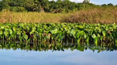 Canoe tour on the Pantanal Marimbus, waters of many rivers and abundant vegetation, in Andarai, Bahia, Brazil in the Chapada Diamantina
