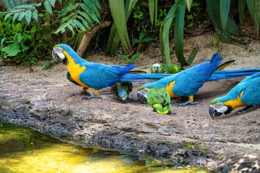 The Blue-and-yellow Macaw in Parque das aves Foz do Iguacu Brazil Parana state. Ara ararauna also known as the blue-and-gold macaw, is a large South American parrot.