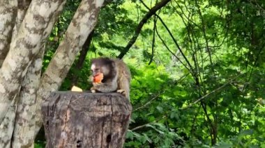 The black-tufted marmoset, Callithrix penicillata, also known as Mico-estrela in Portuguese eating fruits at Itaete, Poco Encantado in Chapada Diamantina, Brazil.