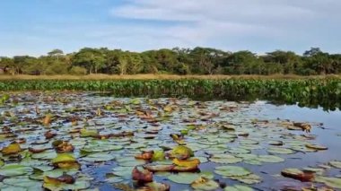 Canoe tour on the Pantanal Marimbus, waters of many rivers and abundant vegetation, in Andarai, Bahia, Brazil in the Chapada Diamantina