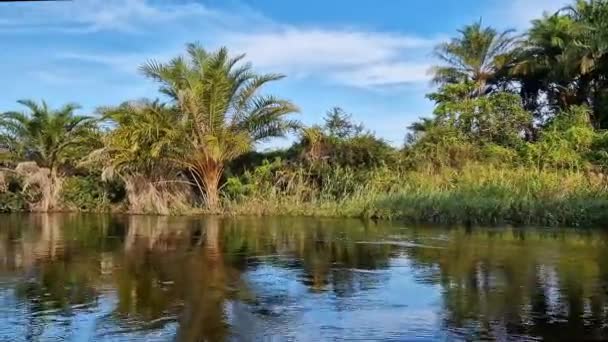 Tur Canoe Pantanal Marimbus Apele Multor Râuri Vegetație Abundentă Andarai — Videoclip de stoc