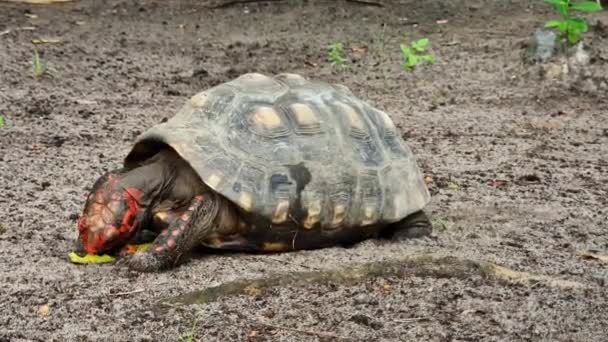 Die Rotfußschildkröte Chelonoidis Carbonarius Imbassai Bahia Brasilien Ist Eine Schildkrötenart — Stockvideo
