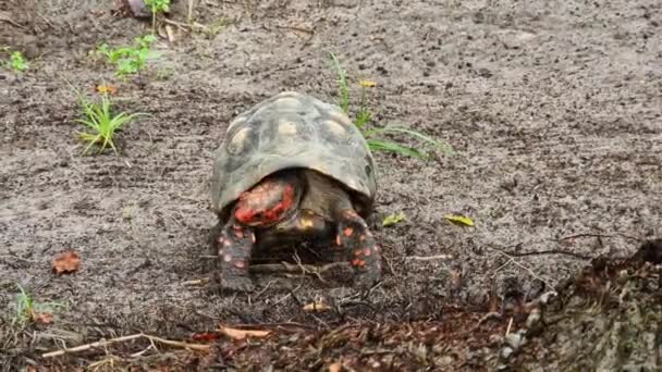 Red Footed Tortoise Chelonoidis Carbonarius Imbassai Bahia Brazil Species Tortoise — Stock Video