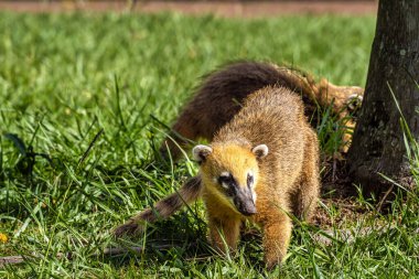 Family of South American Coati, Ring-tailed Coati, Nasua nasua at Iguazu Falls, Puerto Iguazu, Argentina. A common species of Coati present near Iguassu Falls.