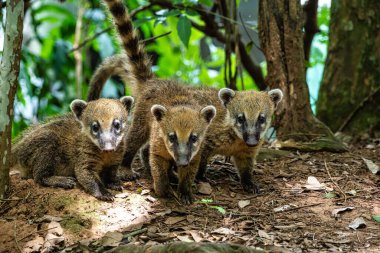 Family of South American Coati, Ring-tailed Coati, Nasua nasua at Iguazu Falls, Puerto Iguazu, Argentina. A common species of Coati present near Iguassu Falls.