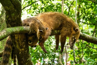 Family of South American Coati, Ring-tailed Coati, Nasua nasua at Iguazu Falls, Puerto Iguazu, Argentina. A common species of Coati present near Iguassu Falls.