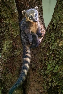 Family of South American Coati, Ring-tailed Coati, Nasua nasua at Iguazu Falls, Puerto Iguazu, Argentina. A common species of Coati present near Iguassu Falls.
