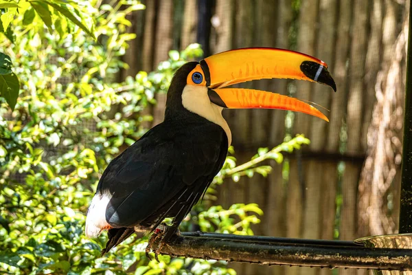 Toco toucan at the Bird Park Parque Das Aves, located in the town of Foz do Iguacu, near the famous Iguacu Falls right on the border between Brazil, Argentina and Paraguay.