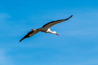 Ciconia ciconia Storks kolonisi Los Barruecos Doğal Anıtı 'nda korunan bir bölgede, Malpartida de Caceres, İspanya' da Extremadura.