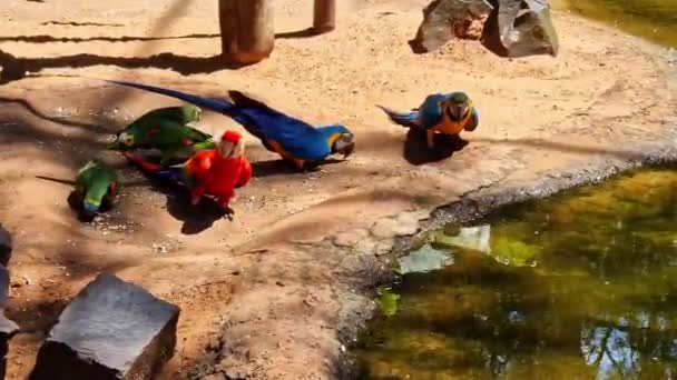 Red Green Macaw Green Winged Macaw Scientific Name Ara Chloroptera — Video Stock