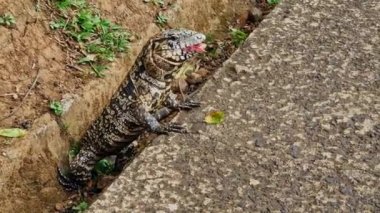 Argentine black and white tegu, Salvator merianae at the Iguazu Falls in Foz do Iguacu, near the famous Iguacu Falls in Brazil.