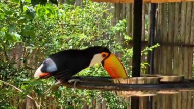 Toco toucan at the Bird Park Parque Das Aves, located in the town of Foz do Iguacu, near the famous Iguacu Falls right on the border between Brazil, Argentina and Paraguay.