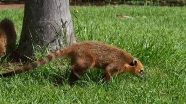 Güney Amerika Koati Ailesi, Halka Kuyruklu Koati, Nasua Nasua, Iguazu Şelalesi, Foz do Iguacu, Parana Eyaleti, Güney Brezilya. Iguassu Şelalesi yakınlarında yaygın bir Coati türüdür..