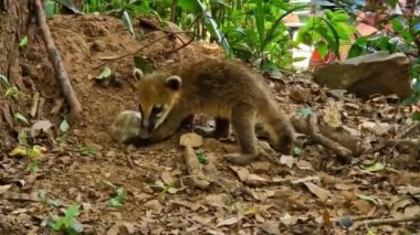 Family of South American Coati, Ring-tailed Coati, Nasua nasua at Iguazu Falls, Foz do Iguacu, Parana State, South Brazil. A common species of Coati present near Iguassu Falls.
