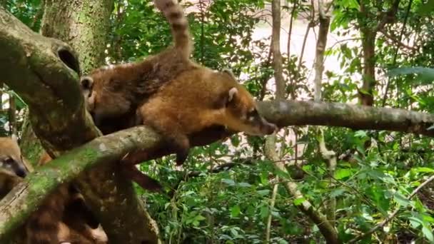 Family South American Coati Ring Tailed Coati Nasua Nasua Iguazu — 비디오