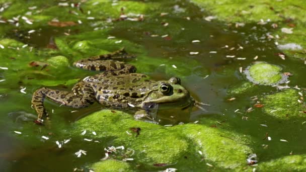 Common Frog Rana Temporaria Single Reptile Croaking Water Also Known — Stock Video