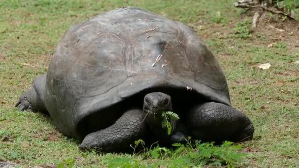 Tartaruga Gigante Dell Aldabra Aldabrachelys Gigantea Sull Isola Curieuse Sede — Video Stock