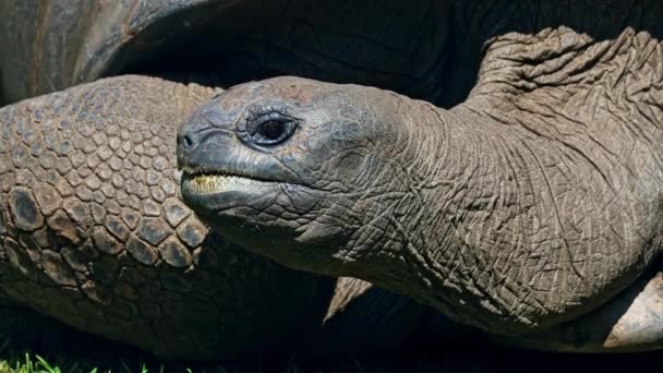 Aldabra Gigigantea Острові Кур Місце Успішної Програми Збереження Диких Черепах — стокове відео